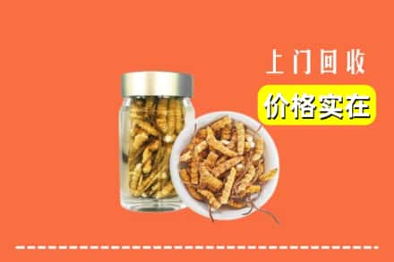 平谷区回收散虫草